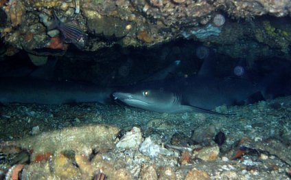 White tip reef sharks