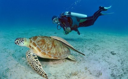 Undersea adventures: Palawan