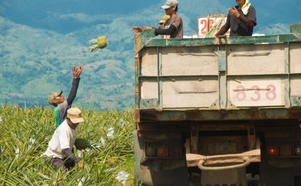 Farmers harvesting pineapples