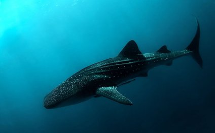 Whale Shark II