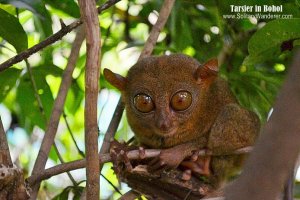 aleah-tarsier