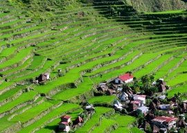 Batad rice terraces