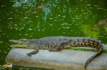 Davao Crocodile Park (26)