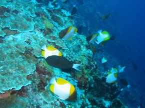 Pyramid butterflyfish, Apo Reef