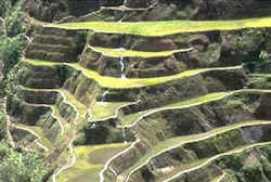 rice terraces Luzon Leaving Holland