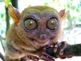 Tarsier