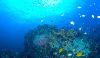 Thailand Scuba Diving