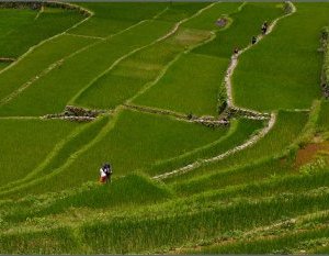 The Village of Batad-26