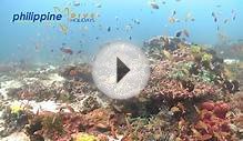 Philippine Dive Holidays - Diving Apo Island