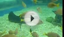 TRIP TO MANILA OCEAN PARK (Part 2)